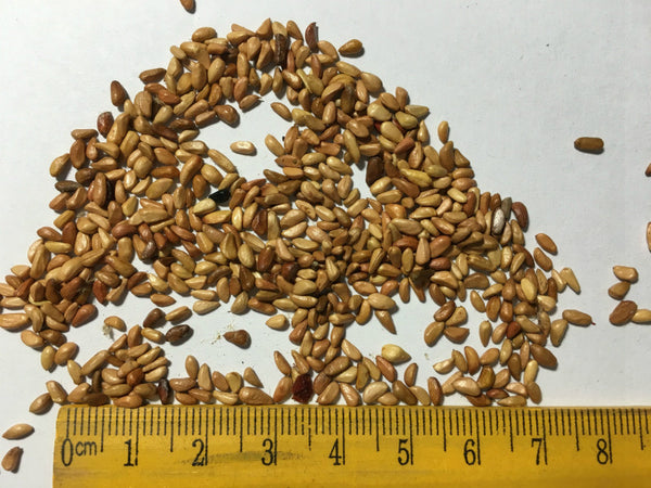 100 Seeds Rare Holland Rainbow Rose Flower