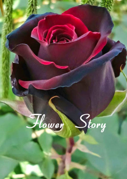 20 Rare Black Rose With Red Edge Seeds