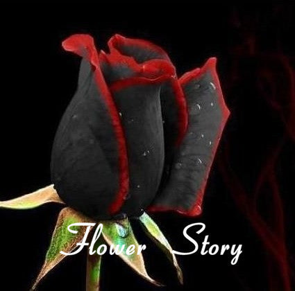 20 Rare Black Rose With Red Edge Seeds
