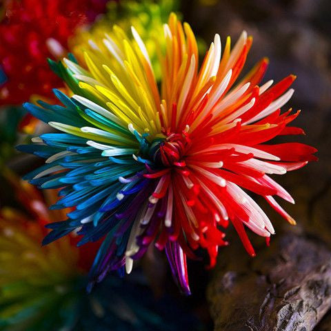 20 Rare Rainbow Chrysanthemum Flower Seeds