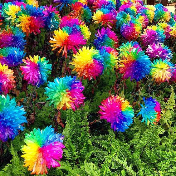 20 Rare Rainbow Chrysanthemum Flower Seeds